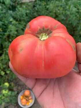 Foto - Grundst&uuml;ck zur Miete in Magdeburg