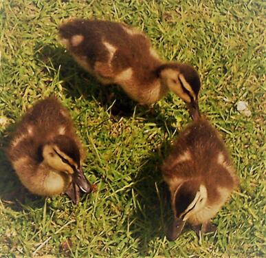 Foto - 3 Zimmer andere in Salzgitter