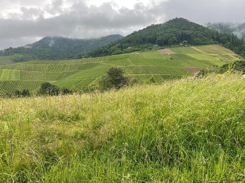 Foto - Grundstück zur Miete in Offenburg