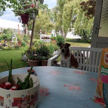 Foto - Grundstück zur Miete in Görlitz