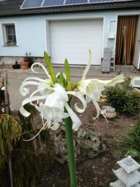 Foto - Einfamilienhaus zum Kaufen in Wurzen