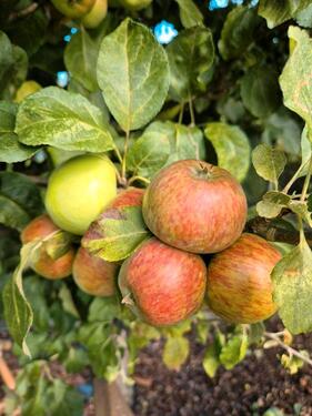 Foto - Grundst&uuml;ck in Rostock