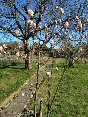 Foto - Grundst&uuml;ck zur Miete in Papendorf