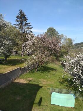 Foto - 6 Zimmer Einfamilienhaus in Nonnweiler