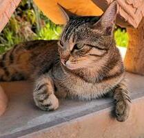 Maximiliansau 3ZKB 91qm 2.OG Aufzug Balkon Keller Vermietet - Wörth am Rhein