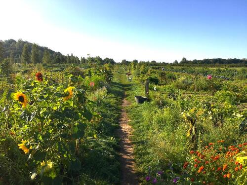 Foto - Garten mieten in Berlin – für 6 Monate – mit über 20 Gemüsesorten