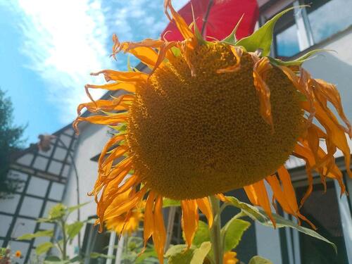 Foto - 1 Zimmer Etagenwohnung in Osnabrück