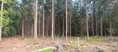 Foto - Waldgrundstück - 4,00&nbsp;EUR Kaltmiete, ca.&nbsp; 0,00&nbsp;m&sup2;