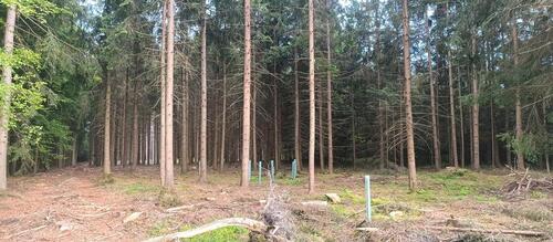 Foto - Waldgrundstück - 4,00&nbsp;EUR Kaltmiete, ca.&nbsp; 0,00&nbsp;m&sup2;