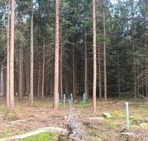 Waldgrundstück - 4,00&nbsp;EUR Kaltmiete, ca.&nbsp; 0,00&nbsp;m&sup2; in Rot an der Rot (PLZ: 88430)