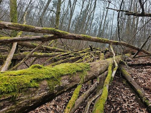 Foto - Waldgrundstück Ramberg 1800m2 - 4.650,00 EUR Kaltmiete, ca.  0,00 m²