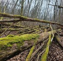 Waldgrundstück Ramberg 1800m2 - 4.650,00 EUR Kaltmiete, ca.  0,00 m² in Maikammer (PLZ: 67487)