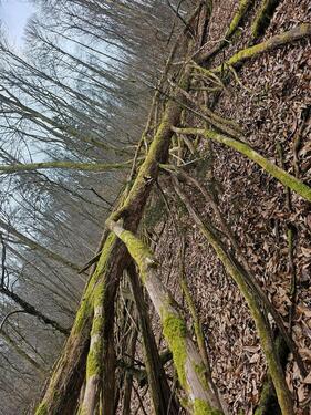 Foto - Grundstück zur Miete in Maikammer