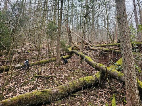 Foto - Grundstück in Maikammer zur Miete