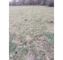 Wiese Weide mit Unterstand - 250,00&nbsp;EUR Kaltmiete, ca.&nbsp; 0,00&nbsp;m&sup2; in Bad Pyrmont (PLZ: 31812)