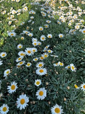 Foto - barrierefrei leben - gepflegtes 1-2 Familienhaus in schöner Lage