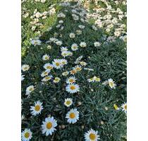 barrierefrei leben - gepflegtes 1-2 Familienhaus in schöner Lage - Niddatal