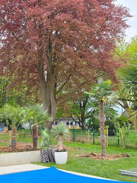 Foto - 3 Zi. Wohnung komplett Eingerichtet