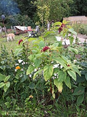 Foto - Grundstück zur Miete in Schwerin