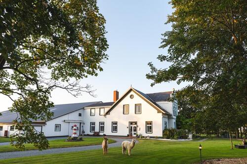 Foto - Ferienhof , Nordsee Urlaub , Ferienwohnungen , Alpakas ,Bauernhof