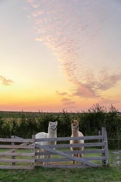 Foto - andere zur Miete in Marne