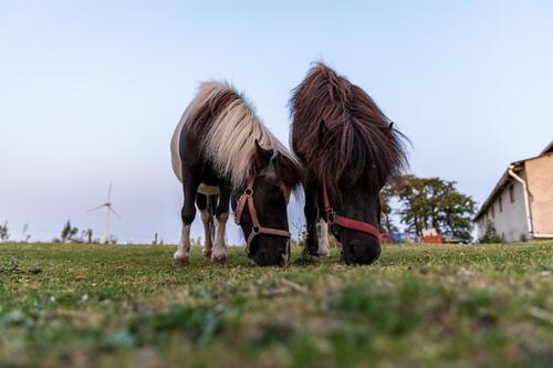 Foto - andere in Marne zur Miete