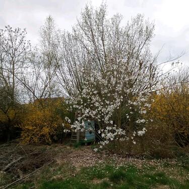 Foto - Einfamilienhaus in Görlitz zum Kaufen