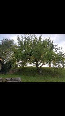 Foto - 3 Zimmer Einfamilienhaus in Reichenbach/Oberlausitz