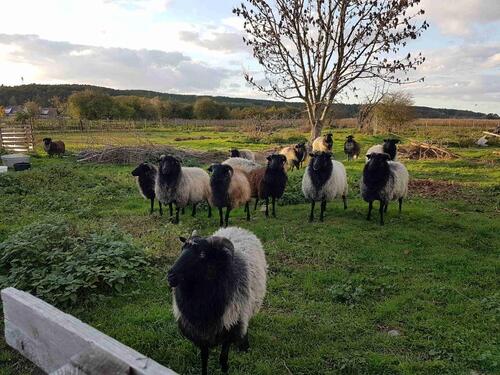 Foto - Bauernhaus, Landhaus zum Kaufen in Bad Belzig