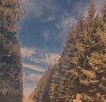 waldgrundstück - 31.720,00&nbsp;EUR Kaufpreis, ca.&nbsp; 0,00&nbsp;m&sup2; in Vohenstrauß (PLZ: 92648)