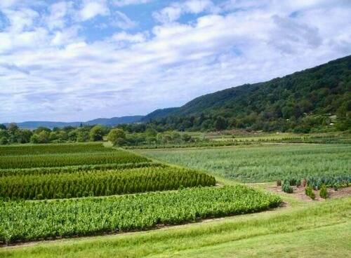 Foto - Etagenwohnung zur Miete in Trier