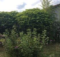 massives Haus im Kleingartenverein Königsbrück zu verkaufen