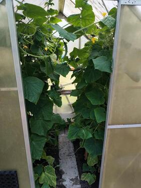 Foto - Grundst&uuml;ck in Saalfeld (Saale) zur Miete