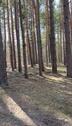 Foto - andere in Damme