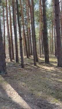 Foto - andere in Damme