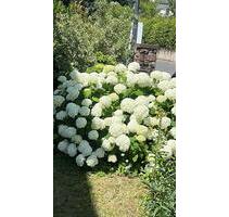 Freizeit Grundstück - 200,00&nbsp;EUR Kaltmiete, ca.&nbsp; 0,00&nbsp;m&sup2; in Wiesbaden (PLZ: 65187) Biebrich