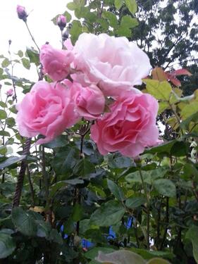 Foto - Grundst&uuml;ck in Wiesbaden