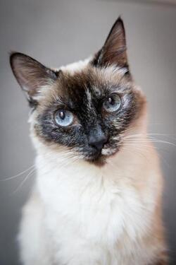 Foto - 2 Zimmer Etagenwohnung in Hamburg