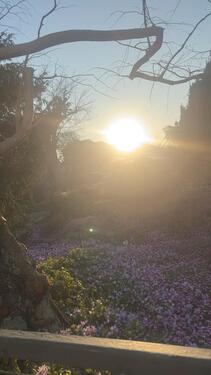 Foto - Helle 1-Zimmer-Wohnung am Botanischen Garten mit Balkon