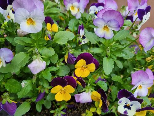 Foto - Wohnung für Monteur in Groß Gerau