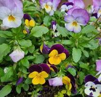 Wohnung für Monteur in Groß Gerau - Groß-Gerau