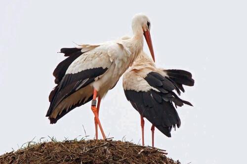 Foto - Grundst&uuml;ck in Reinhardshagen zur Miete