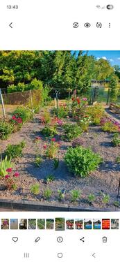 Foto - Grundstück in Neuenkirchen