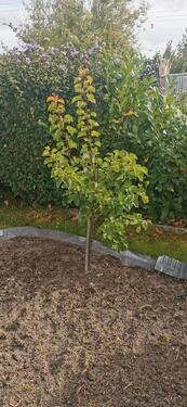 Foto - Grundstück zur Miete in Rostock