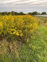 Foto - Landwirtschaftliche Fläche in Aiterhofen