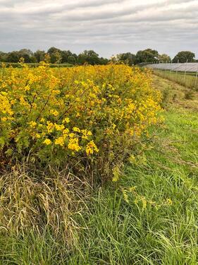 Foto - Landwirtschaftliche Fläche in Aiterhofen