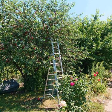 Foto - Kleingarten - 1.600,00 EUR Kaltmiete, ca.  0,00 m²