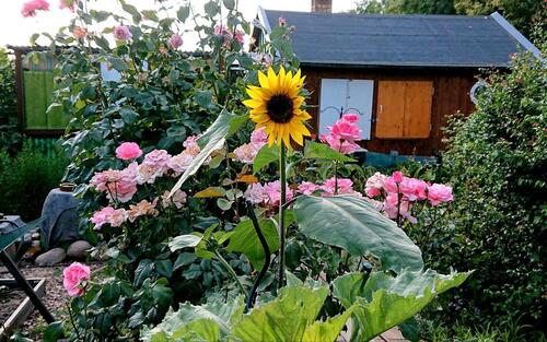 Foto - Grundstück zur Miete in Leipzig