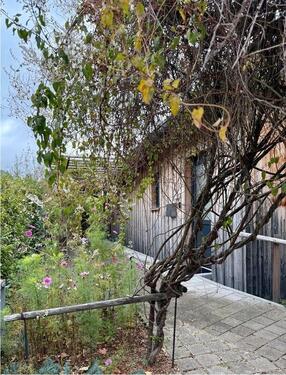 Foto - Helle 1-Zimmer-Wohnung - barrierefrei mit Blick ins Grüne