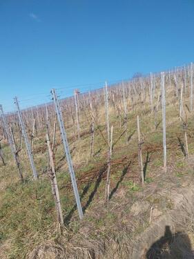 Foto - Trollinger Weinberg - 4,00&nbsp;EUR Kaltmiete, ca.&nbsp; 0,00&nbsp;m&sup2;